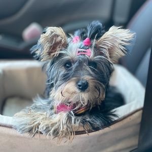 Meet your Posher, Gloria